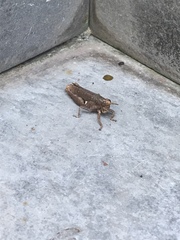 Acrididae