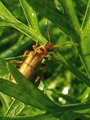 Cantharis rufa