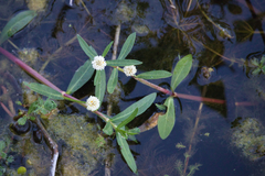 Alternanthera philoxeroides