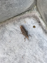 Acrididae