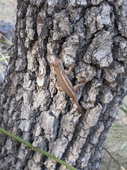 Sceloporus virgatus