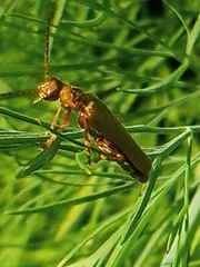 Cantharis rufa