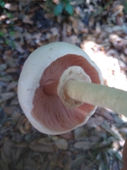 Agaricus californicus