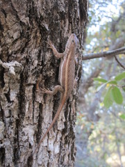 Sceloporus virgatus