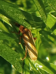 Cantharis rufa