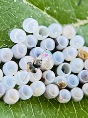 Acroclisoides sinicus