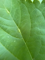 Lasioptera collinsonifolia