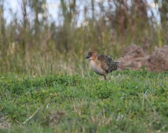 Allen's Gallinule photo 5