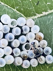 Acroclisoides sinicus