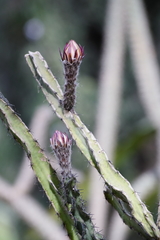 Peniocereus marianus