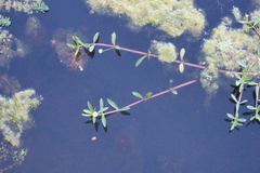 Alternanthera philoxeroides