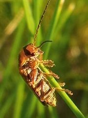Cantharis rufa