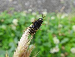 Stratiomys armeniaca