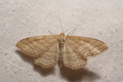 Idaea macilentaria