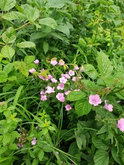 Linum hypericifolium