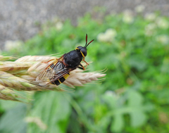 Stratiomys armeniaca