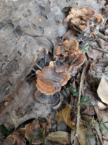 Microporus xanthopus image