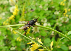 Stratiomys armeniaca