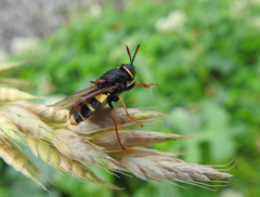 Stratiomys armeniaca