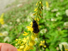 Stratiomys armeniaca