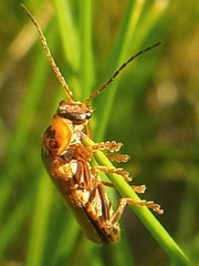 Cantharis rufa