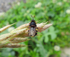 Stratiomys armeniaca