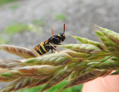 Stratiomys armeniaca