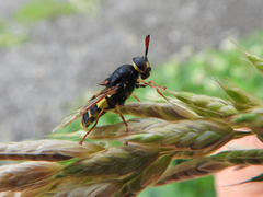 Stratiomys armeniaca