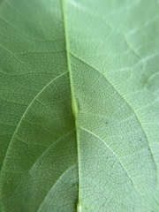 Lasioptera collinsonifolia