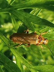 Cantharis rufa