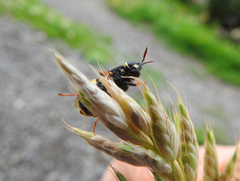 Stratiomys armeniaca