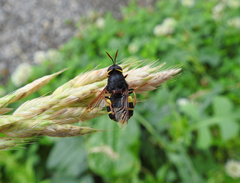 Stratiomys armeniaca