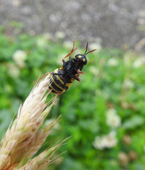 Stratiomys armeniaca