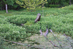 Alternanthera philoxeroides