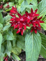 Pentas