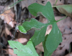 Liriomyza orilliensis
