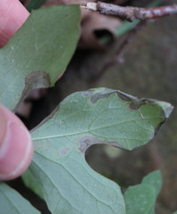 Liriomyza orilliensis
