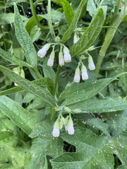 Symphytum officinale