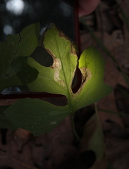 Liriomyza orilliensis