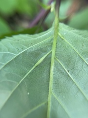 Lasioptera collinsonifolia