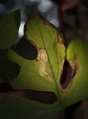 Liriomyza orilliensis