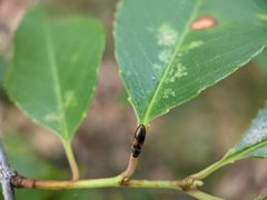 Horistonotus curiatus
