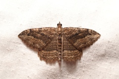 Philereme transversata