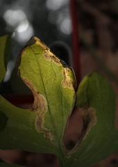 Liriomyza orilliensis