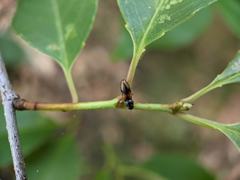 Horistonotus curiatus