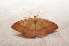 Rhodostrophia calabra