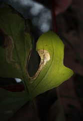 Liriomyza orilliensis