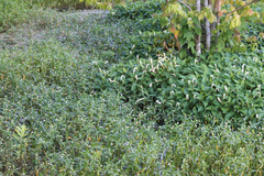 Alternanthera philoxeroides