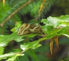 Euchalcia variabilis