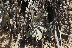 Dudleya virens insularis